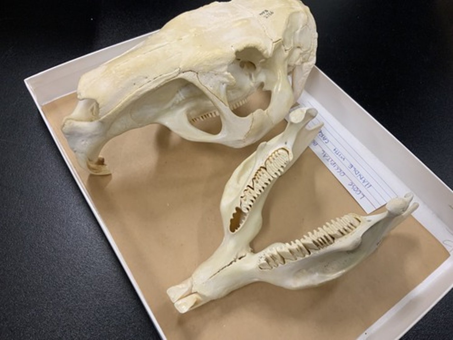 <p>Family, Suborder, Order, Infraclass, Subclass</p><p>-hystricomorphous</p><p>-washboard-like teeth</p><p>-wide mandible</p>