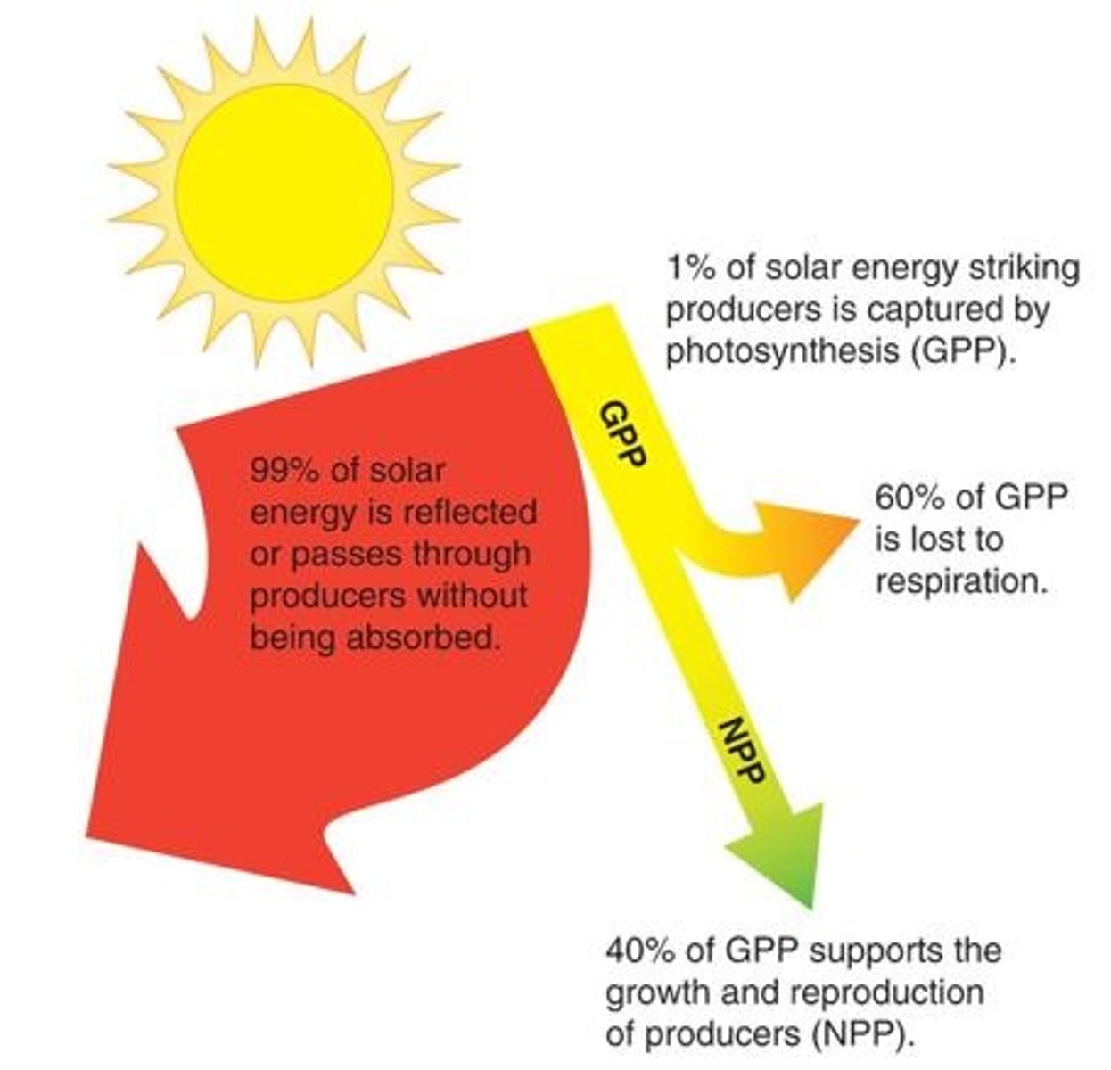 <p>the total amount of solar energy that producers in an ecosystem capture via photosynthesis over a given amount of time</p>