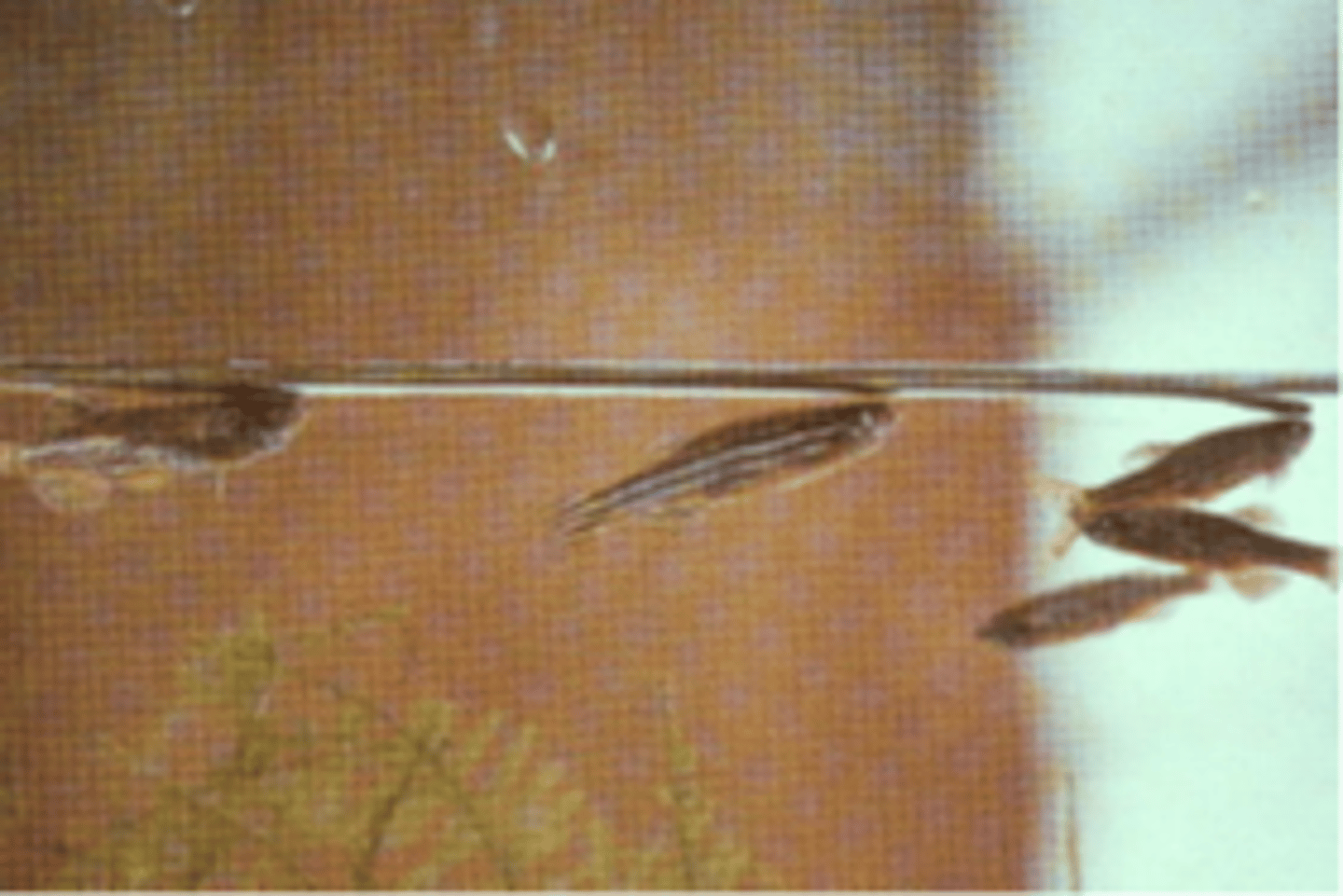 <p>2.The behavior pictured here indicates what in zebrafish?</p><p>a)Spawning</p><p>b)Territorial aggression</p><p>c)Low dissolved oxygen</p><p>d)Viral disease affecting the swim bladder</p>