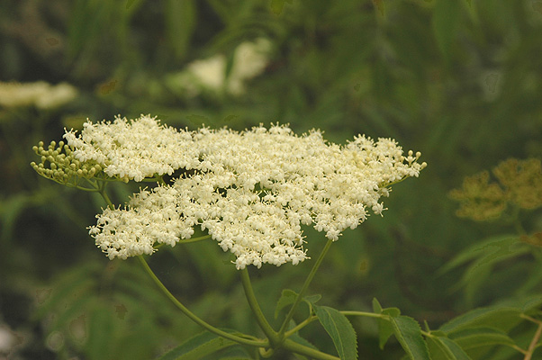 <p>Broadleaf deciduous (nearly evergreen mild climates) tree or large shrub,15-30 ft (9-15 m) high, may form a thicket, has pithy stems.&nbsp;&nbsp;Leaves opposite, pinnately compound, 15-25 cm long, 5-7(9) leaflets, each 5-15 cm long and 1-5 cm wide, narrowly ovate or lanceolate, unequal at base, coarsely serrate, bright green (a variable species).&nbsp;Leaf petioles opposite nearly connect with each other, and petiole base covers buds. Flowers yellowish-white, 5-lobed, 6 mm wide, in many branched, flat clusters in a flat-topped umbel-like cyme.&nbsp;&nbsp;Fruit 6 mm, dark blue with whitish bloom, edible, but not very palatable fresh.&nbsp;Native from British Columbia east to Montana and Utah, south to California and New Mexico.&nbsp;&nbsp;Shrubs in this genus  are the only ones found in the Pacific Northwest forests that have both opposite and pinnately compound leaves.</p>