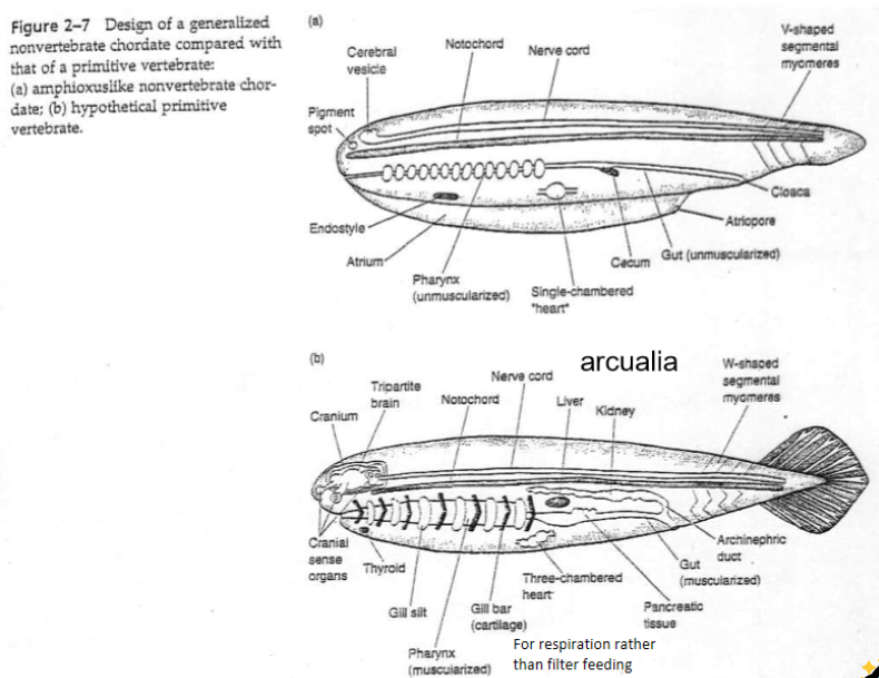 <p><strong>filter feeding to active predators</strong></p>