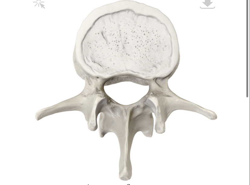 <p>Wat voor type wervel is dit?</p>