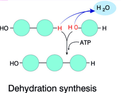 <p>Dehydration synthesis: An H+ and OH- are removed to form <strong>polymers and water</strong> (the water is like a product)</p>