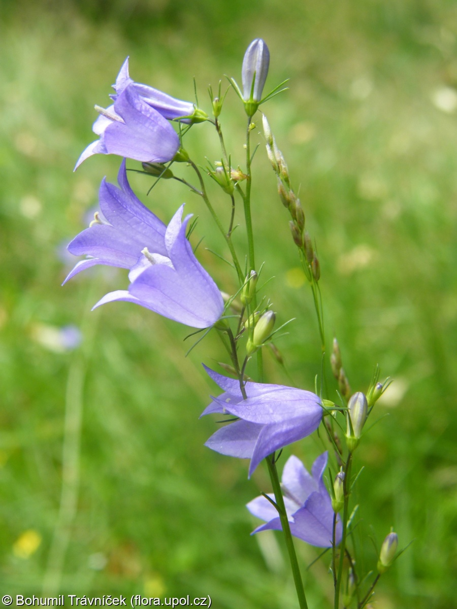 <p><em>Campanulaceae -</em> zvonkovité</p><p><em>Campanula rotundifolia -</em> zvonek okrouhlolistý</p>