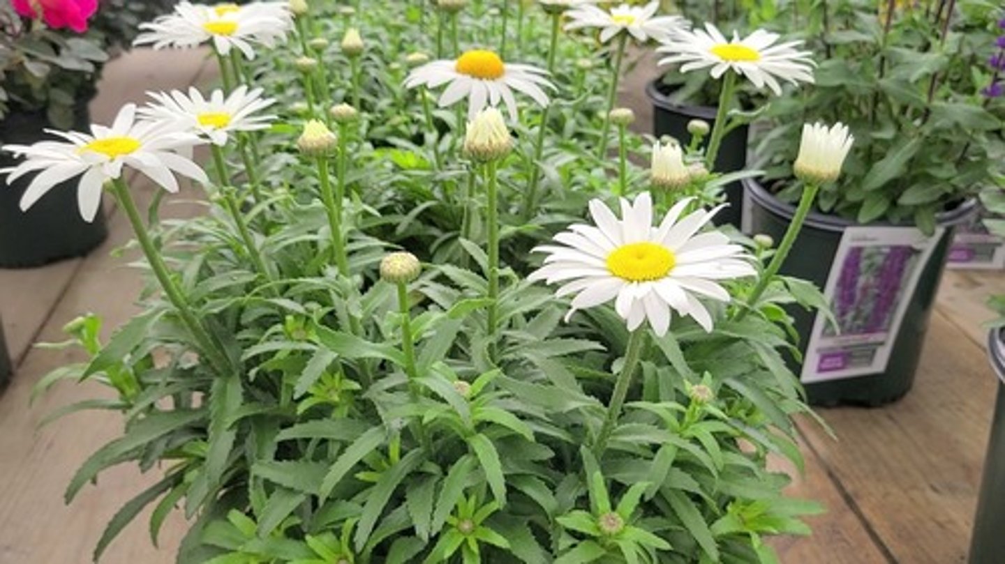 <p>Grows 2-3' tall in upright clumps</p><p>Flower is always white with yellow center</p><p>Has a long leaf with teeth on the margins that point in a upward motion</p>