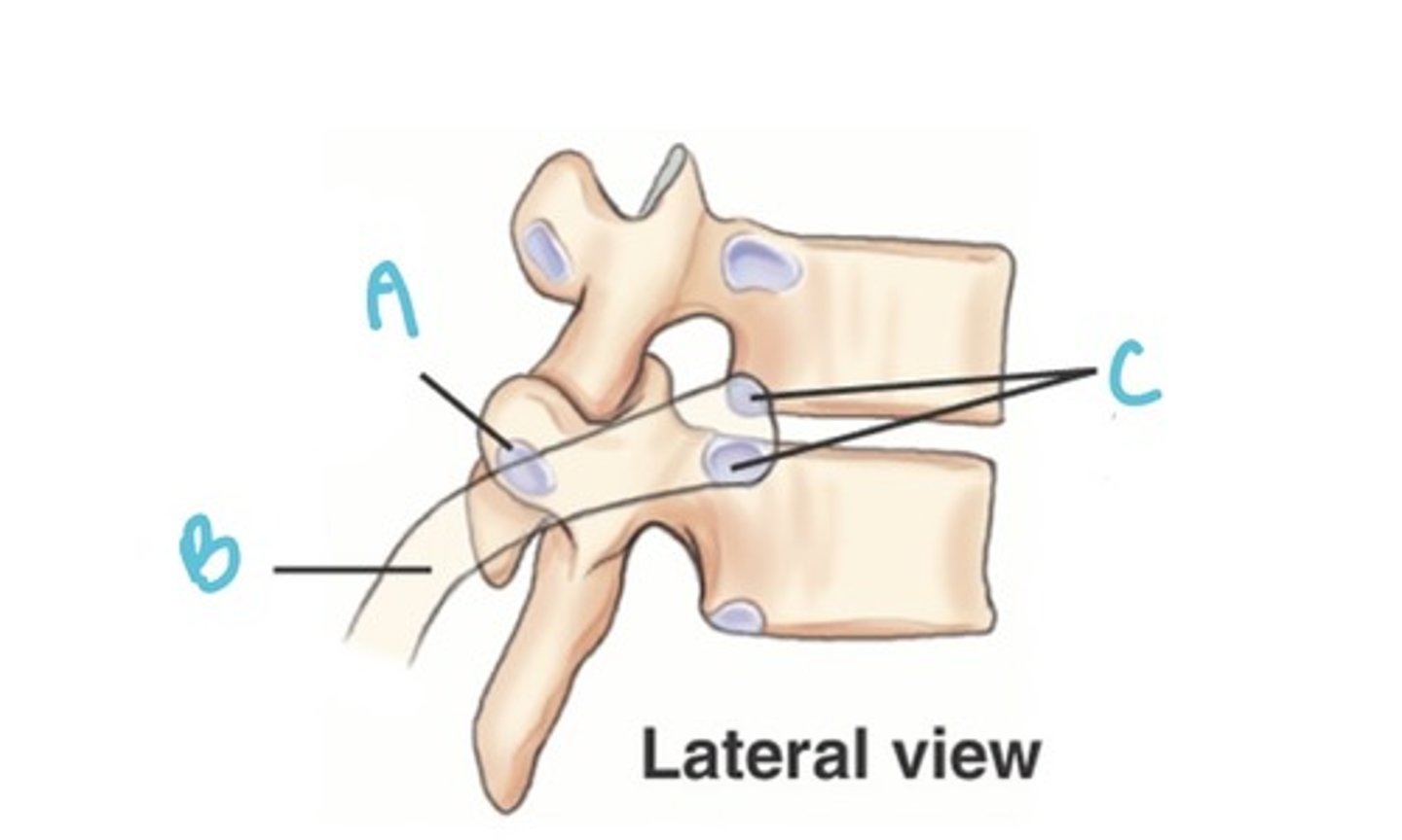 <p>Label the anatomy indicated by letter C (what joint):</p>