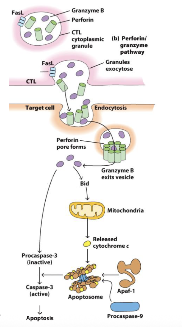 <ul><li><p><span><span>We can’t target pathogens hiding inside cells → kill the cell instead</span></span></p></li><li><p><span><span>Barrier to activation of naïve CD8 T cell is higher → need strong antigen or CD4 T cell help (IL-2)</span></span></p><ul><li><p><span style="color: red;"><span>Memory CD8 </span></span><span><span>T cells need less costimulation</span></span></p></li></ul></li><li><p>Memory <span><span>CD8 T cells upregulate cytotoxic molecules (stored in granules):</span></span></p><ul><li><p><span><strong><span>Perforin / granulysin</span></strong><span> → pore formation</span></span></p></li><li><p><span><strong><span>Granzyme</span></strong><span> → apoptosis via </span><strong><span>Bid</span></strong><span>-induced release of mitochondrial </span><strong><span>cytochrome-c </span></strong><span>and </span><strong><span>caspase</span></strong><span> activation</span></span></p></li></ul></li><li><p><span><span>CTLs form synapse with targets and direct granular release</span></span></p></li><li><p><span><span>Each CTL can kill up to 16 target cells in succession</span></span></p></li></ul><p></p>