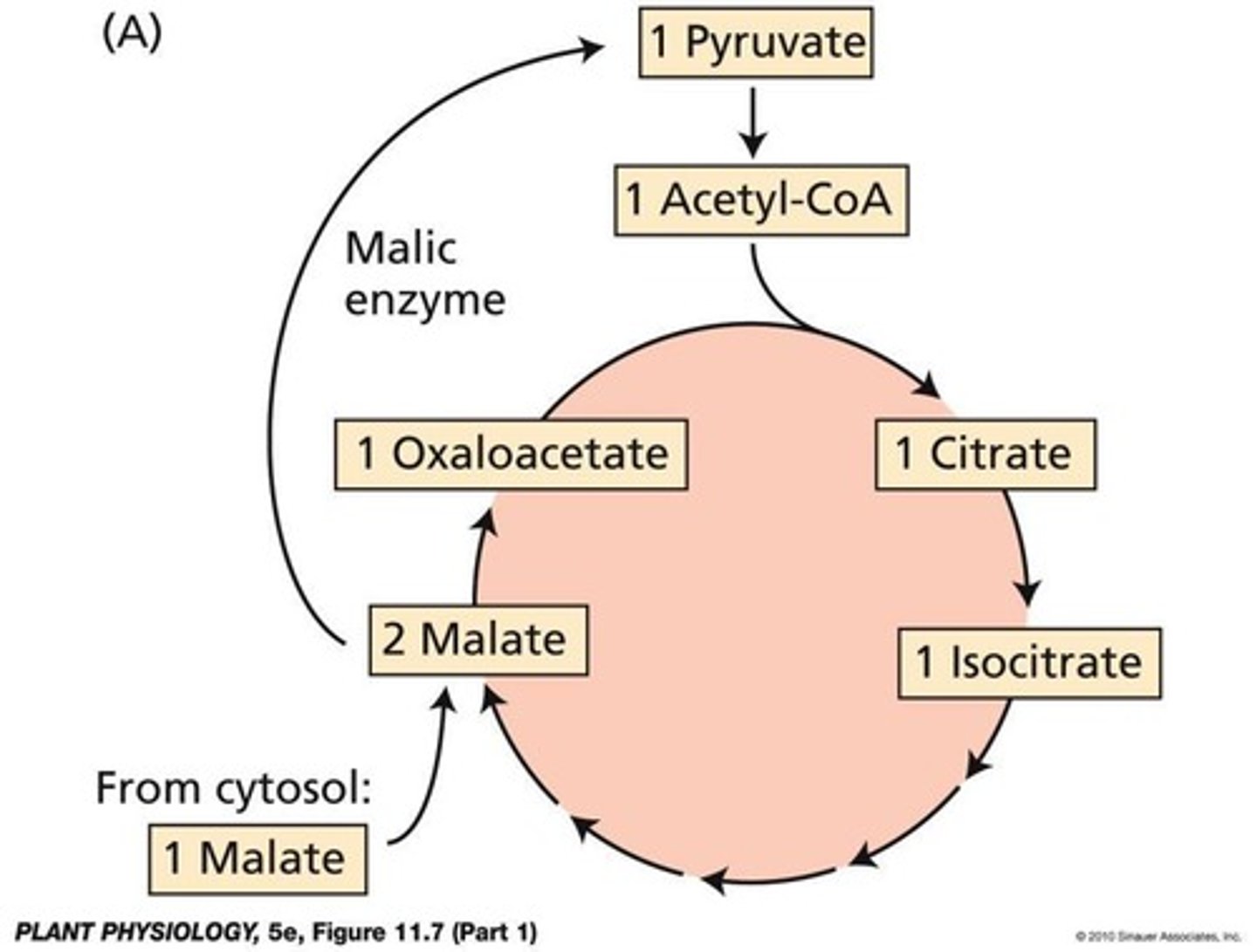 <p>It is oxidized by pyruvate dehydrogenase, producing NADH, CO2, and acetyl-CoA.</p>