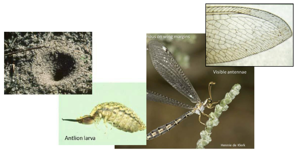 <p>What order do ant lions and lacewings belong to</p>