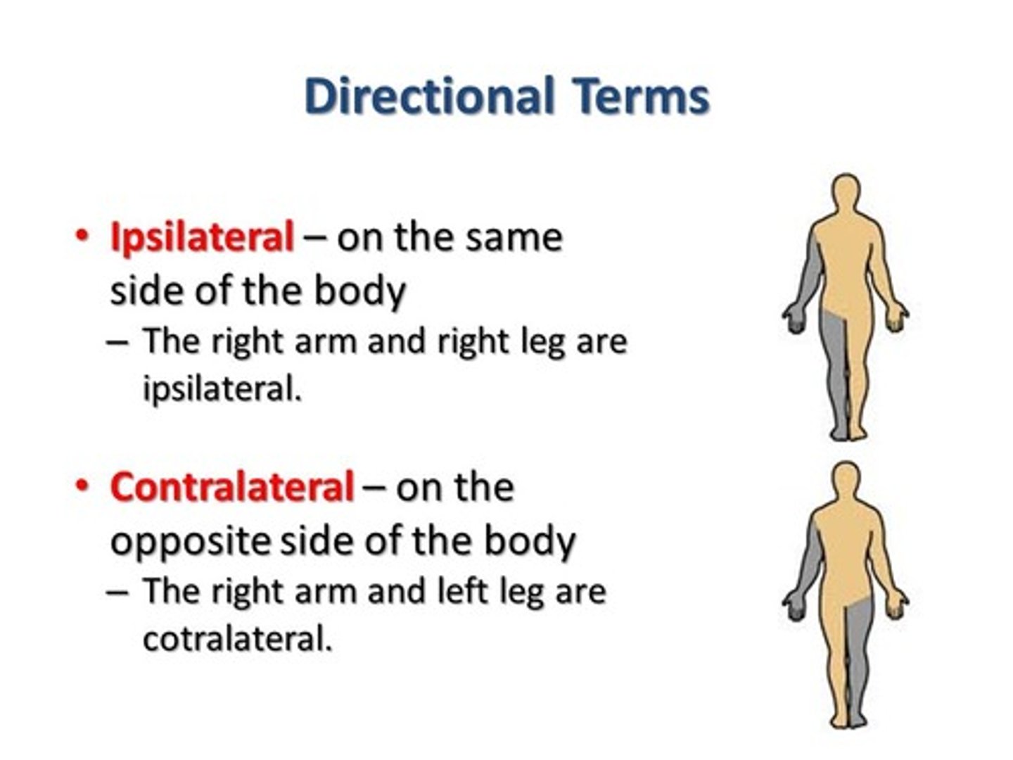 <p>on the same side of the body as another structure</p>