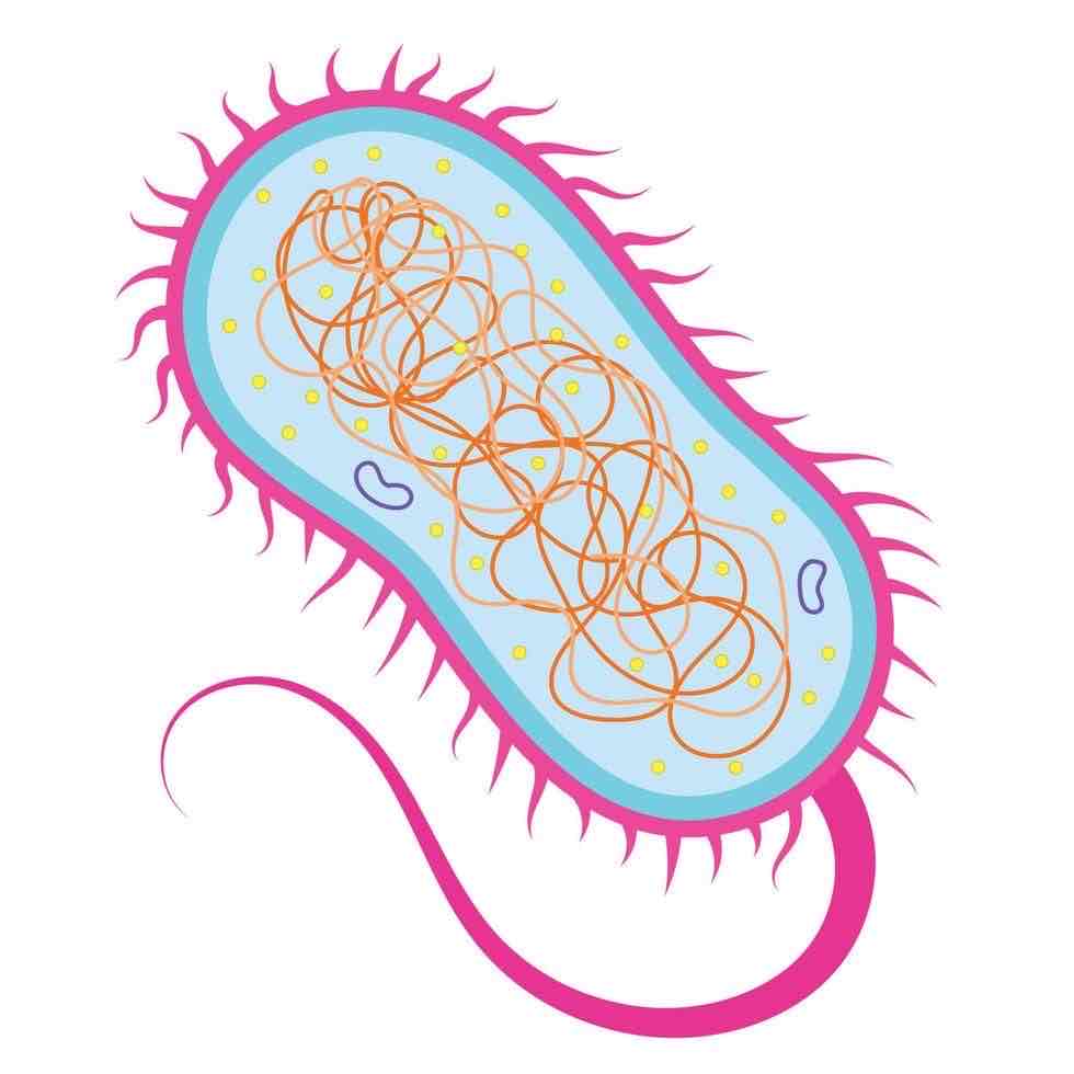 <p>Cells where the DNA is not in a nucleus</p>