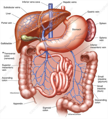 <p>celiac trunk, superior mesenteric artery, splenic artery, gastric artery, hepatic portal vein; a network of veins/arteries that carry blood from the digestive organs to the liver; plays a crucial role in processing nutrients, toxins and other substances absorbed from the gastrointestinal tract</p>