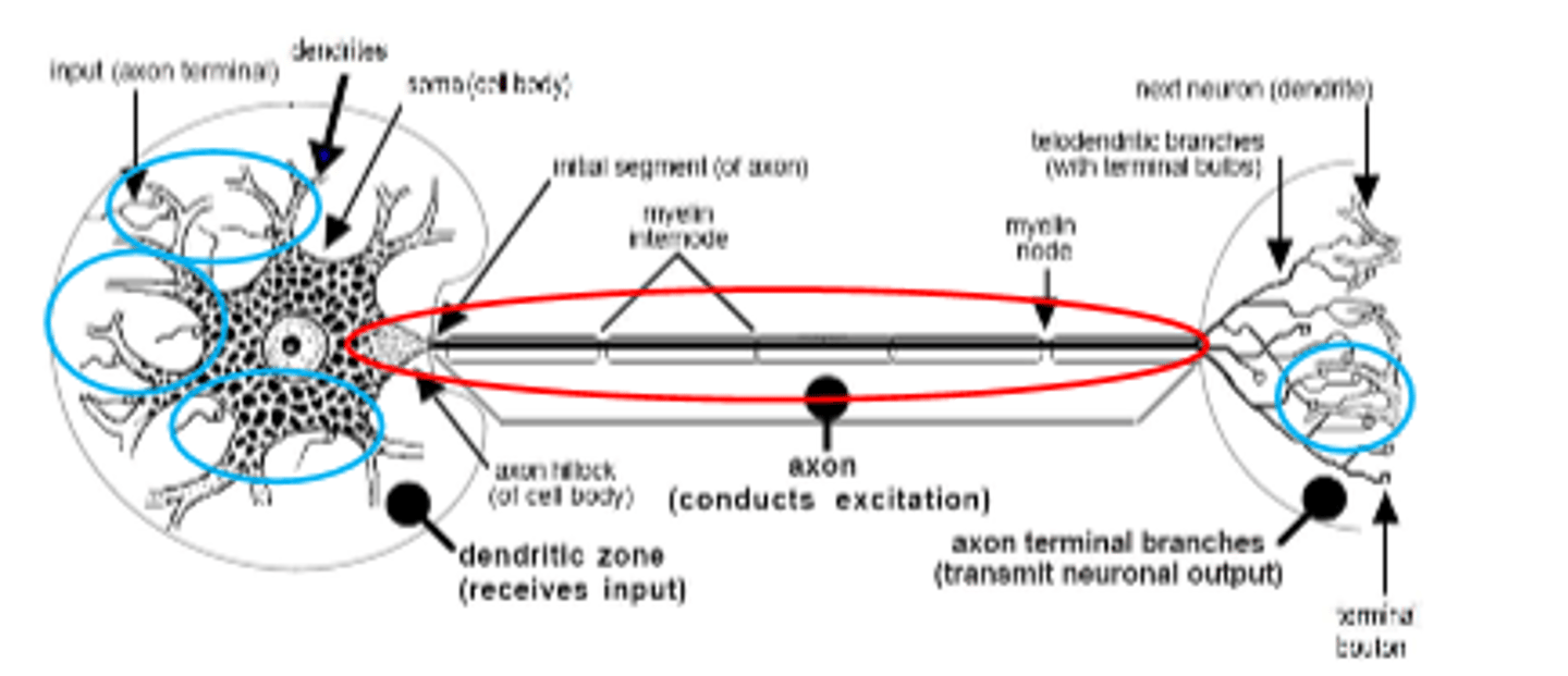 <p>dendrites: spine</p><p>axons: boutons</p>