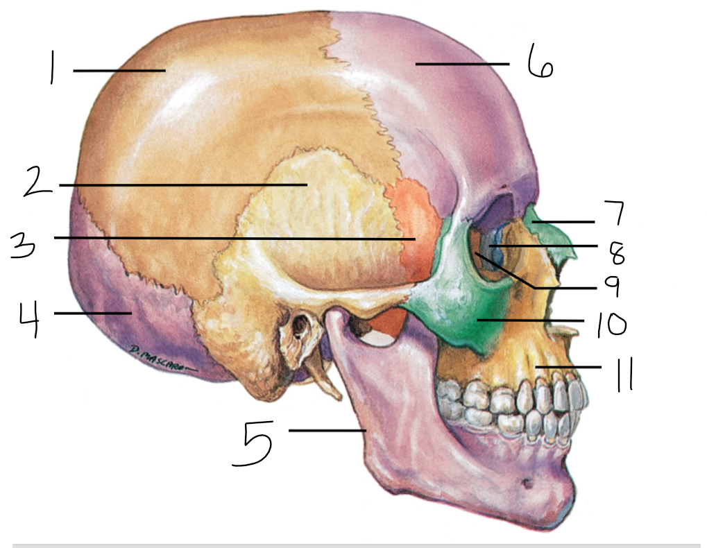 <p>10</p>