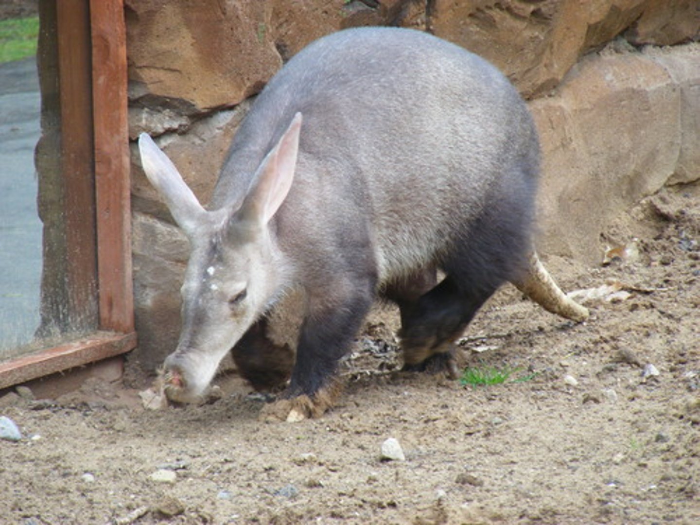 <p>A burrowing, nocturnal mammal that eats ants and termites. (lợn đất)</p>