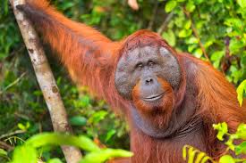 <p>Orangutan </p>