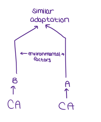 <ul><li><p><strong><em><u>These structures are NOT due to closely related ancestry.</u></em></strong></p></li><li><p><em><u><mark data-color="yellow" style="background-color: yellow; color: inherit;">They have similar FUNCTION</mark></u></em>&nbsp;but are different structures.</p></li></ul><p></p>