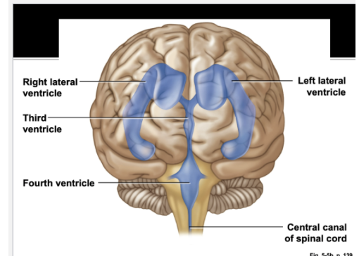 <p>Brain Ventricles </p>