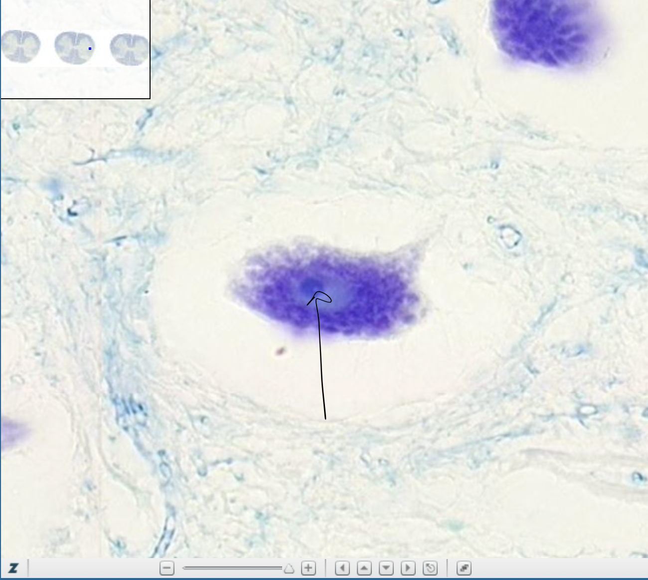 knowt flashcard image