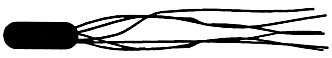 <p>Which of the following terms best describes the cell in Figure 4.2?</p>