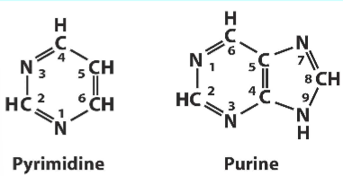 <p>pyrimidine- 1 ring</p><p>purine- 2 rings</p>