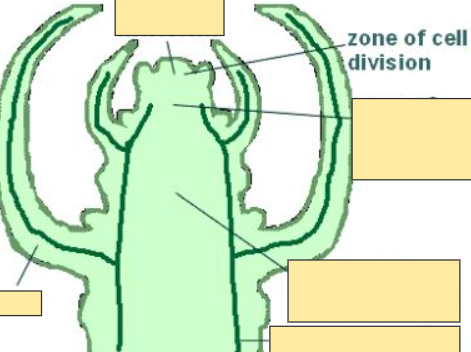 <p>Zone of Cell Division</p>