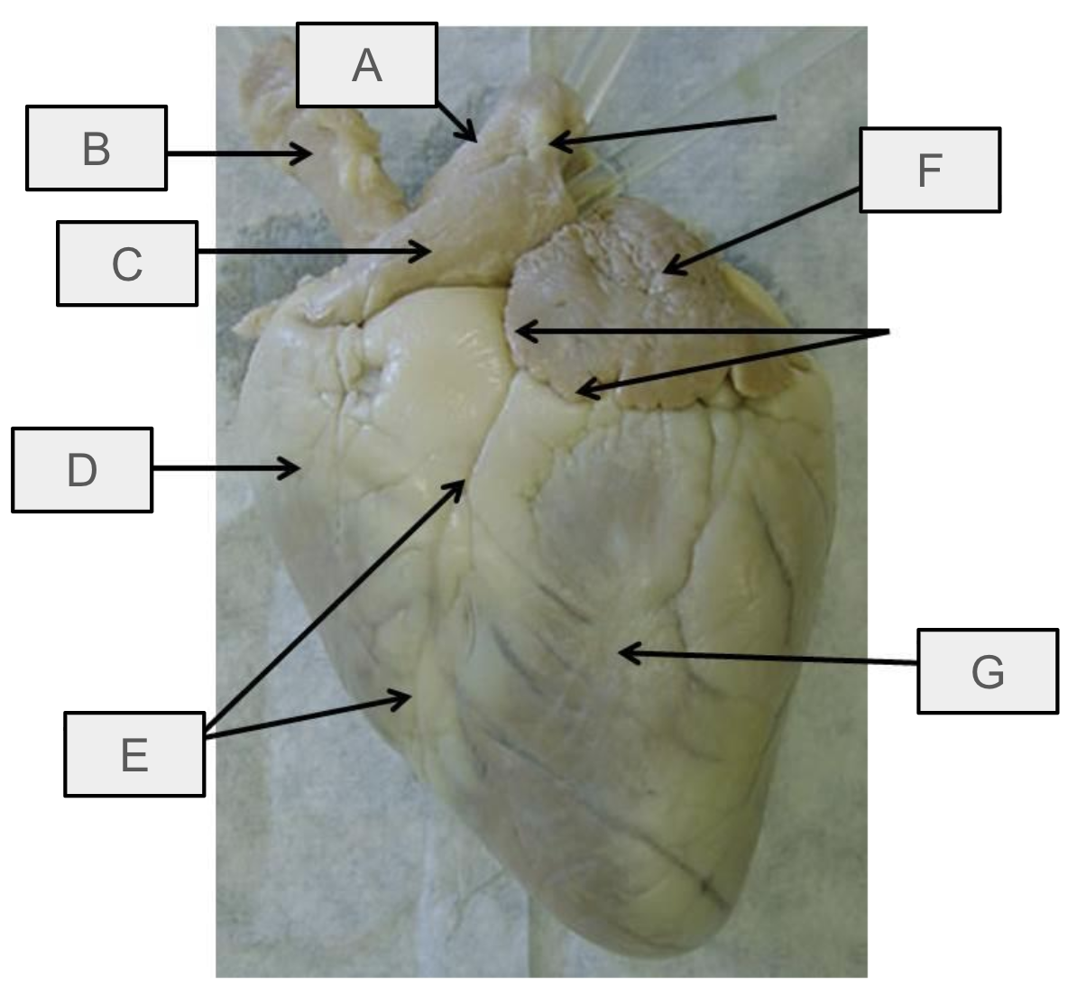 <p>What is E</p>