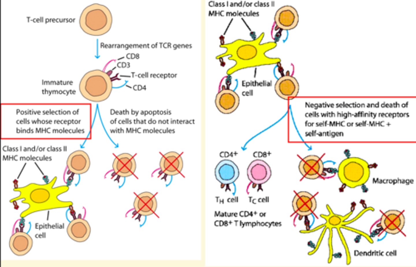 <p>ensures lymphocytes are able to respond to antigen</p>