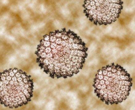 It is a non-communicable disease,
Scientists have identified lifestyle risk factors for some types of cancer, e.g. smoking, obesity, common viruses and UV exposure.
It is caused by uncontrolled cell division. This can form masses of cells called tumours.
There are two main types of tumours:
- benign tumours do not spread around the body
- malignant tumours spread, in the blood, to different parts of the body where they form secondary tumours