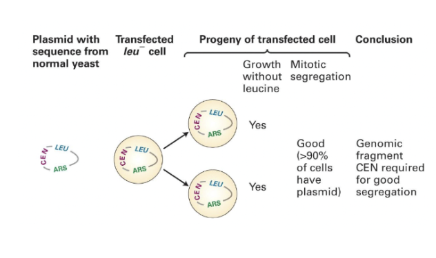 <p>CEN is a DNA sequence from a yeast chromosome centromere</p><p>we can introduce more pieces from yeast into DNA that already have the origin of replication, as well as a centromere.This allows circular DNA molecules to be efficiently transferred to daughter cells.</p>