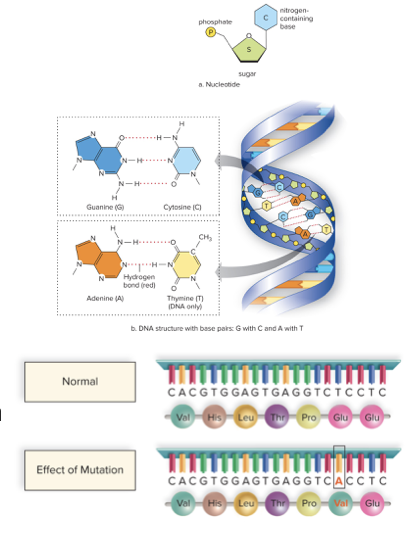 <ul><li><p>Changes in DNA sequences</p></li><li><p>Can lead to new alleles or new gene regulation mechanisms for selection to act upon</p></li><li><p>Mutations that increase the number of offspring an individual can produce will increase in frequency in the population over generations</p></li><li><p>Mutation rate in each gene is low, but they accumulate over time</p></li><li><p>Billions of years is loooong time</p></li><li><p>Where does a mutation need to take place to be passed on to the next generation?</p></li></ul>