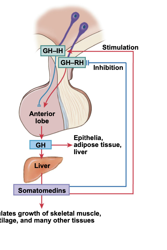 <ul><li><p>GH-RH (hypo) → anterior lobe → GH → Liver → Somatomedins → growth of muscle and other tissues </p></li><li><p>GH-IH blocks the production of GH from the anterior lobe </p></li></ul><p></p>