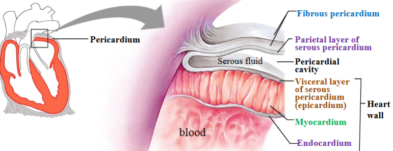<p><span style="background-color: transparent;"><span>Inner layer of sac, secretes serous fluid</span></span></p>