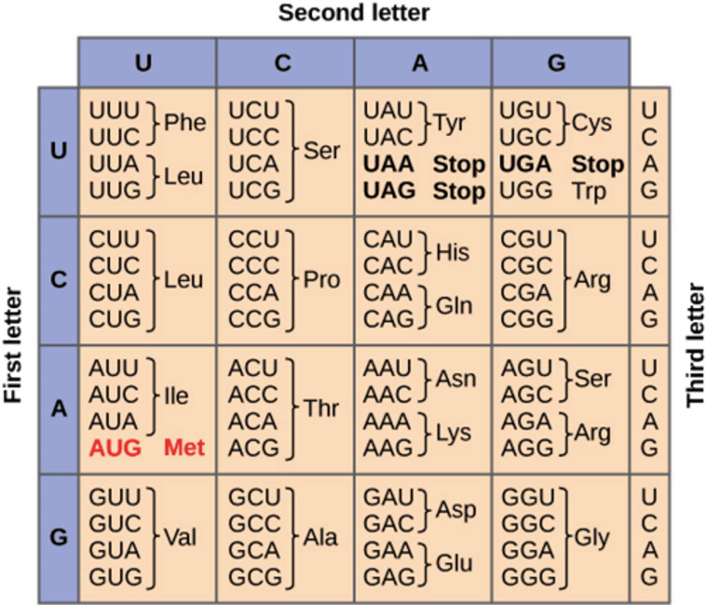 <p>The codon at the end of the mRNA will always be the "STOP" codon. Which can either be UAA, UAG, or UGA.</p><p>This signals that translation is over</p>