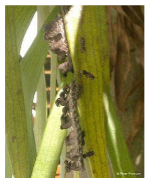 <p>string-like nests</p>