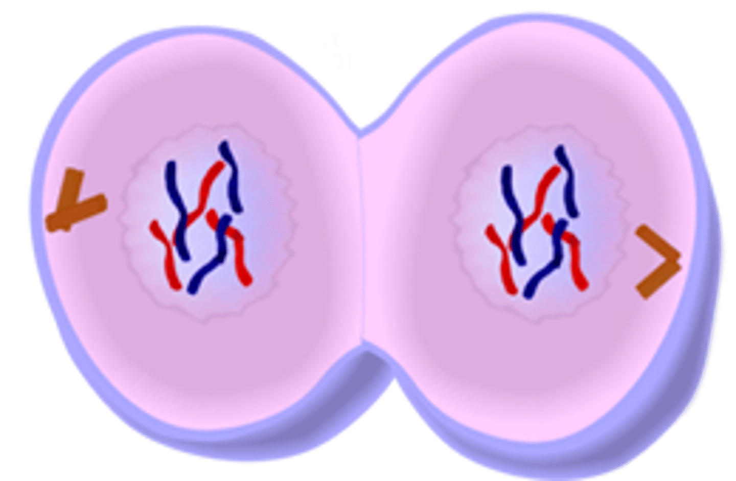 <p>New nuclear membranes form around the two sets of dauther chromosomes, which unwind into cromatin.</p>