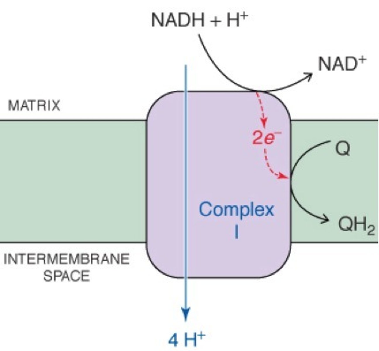 <p>-first complex in ETC</p><p>-accepts electrons from NADH</p><p>-protons driven from matrix to intermembrane space</p><p>-electrons (two produced per NADH) picked up by ubiquinone and transported to next pump (complex 3)</p>