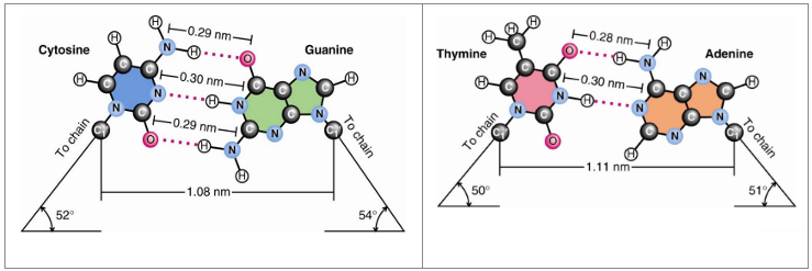 <p><strong>PURINES PAIR WITH PYRIMIDINES</strong></p><p>A with T —> 2 bonds</p><p>C with G —> 3 bonds</p><p></p><p>A with U —> 2 bonds (mRNA)</p>