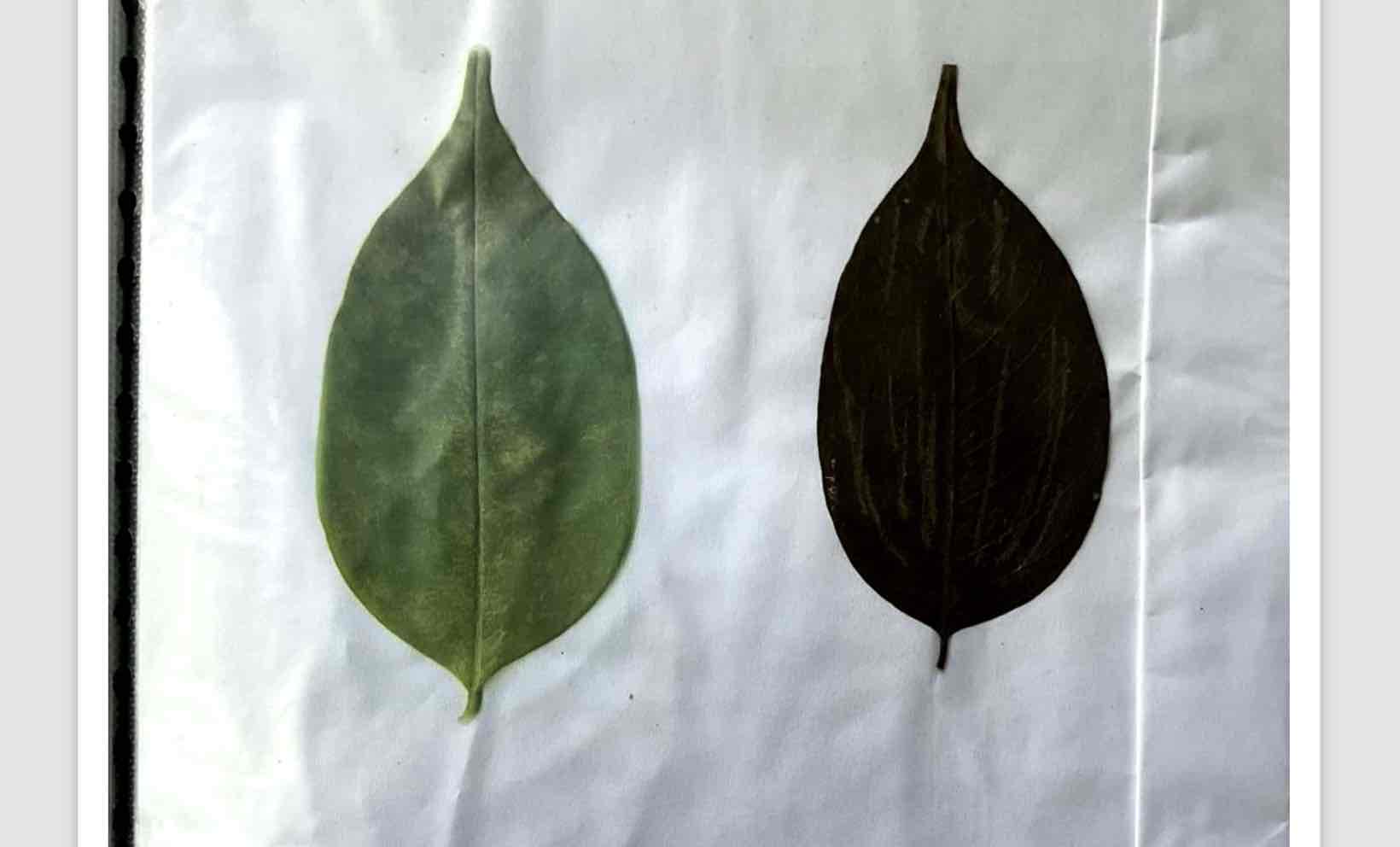 term image