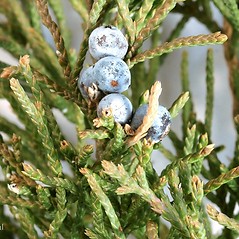 <p>scaley needles, reddish cat-scratched bark</p>