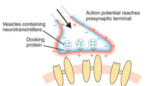 <p>active chemical synapse</p>