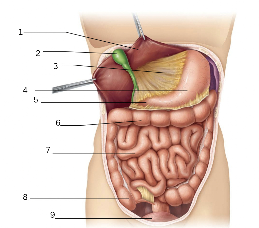 <p>7</p>