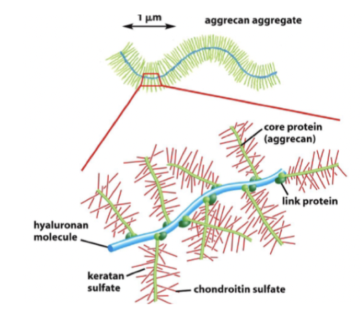 <p>GAG’s är bundna till ett core-protein via serin. Exempel på dessa är följande:</p><ul><li><p><strong>Aggrecan</strong>: binder till hyaluronan och bildar vattenbildande aggregat. Viktigt för brosk.</p></li><li><p><strong>Syndecan</strong>: Transmembranell proteoglykan som interagerar med tillväxthormon, ko-receptorer.</p></li><li><p><strong>Decorin</strong>.</p></li></ul><p><img src="https://lh7-us.googleusercontent.com/d6KbgYLWnCvDPZSMrjo1AXK11prTJ9t1qg2IEM8COMGw7EBU2dLSEB5o53Rk9jPAve_tlekI03wF7FvIX-W03VU4gwxv7cNL-WYQLT5snSV1EVX3aSE47i0fzZf-8fuI0Hl5MOfiv7hffl_eg-oWjp4" width="386" height="112.203125"></p>