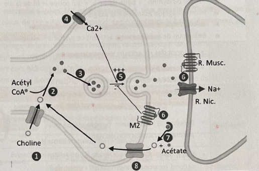 <p>Acétylcholine (para) : Inactivation d’Ach</p>