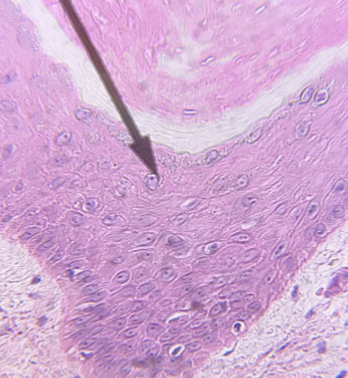 <p>what type of tissue is this</p>