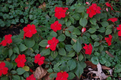 <p>Impatiens, Busy Lizzy (Balsaminaceae)</p>