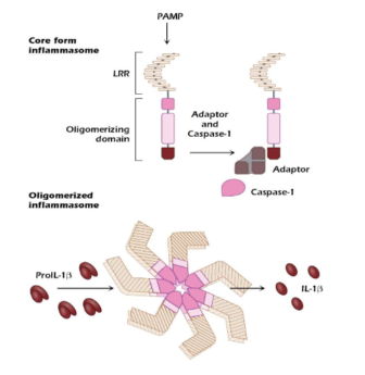 <p>Intercellular PRRs</p><p>Detect intracellular PAMPs (Pathogen-associated molecular patterns), and danger signals</p><p>FORM inflammasomes</p><p>Inflammasomes help resolve infections</p><p>Contributes to cytokine-driven inflammation</p>
