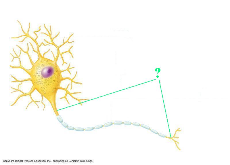 <p><span><span>Identify the indicated part of a neuron</span></span></p>