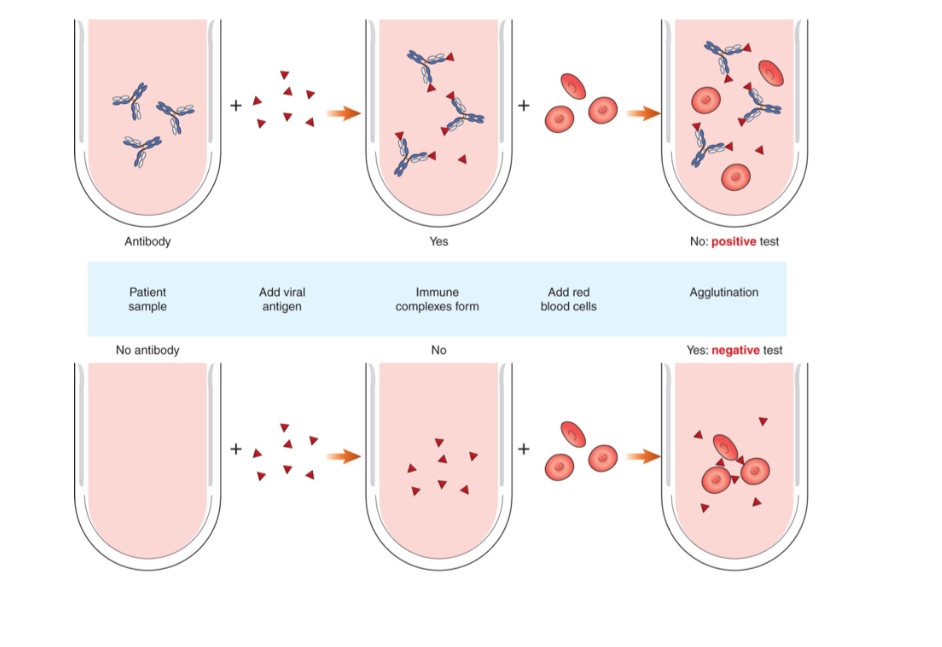 <p>Hemagglutination Inhibition Reactions: in the presence of certain viruses</p><p></p>