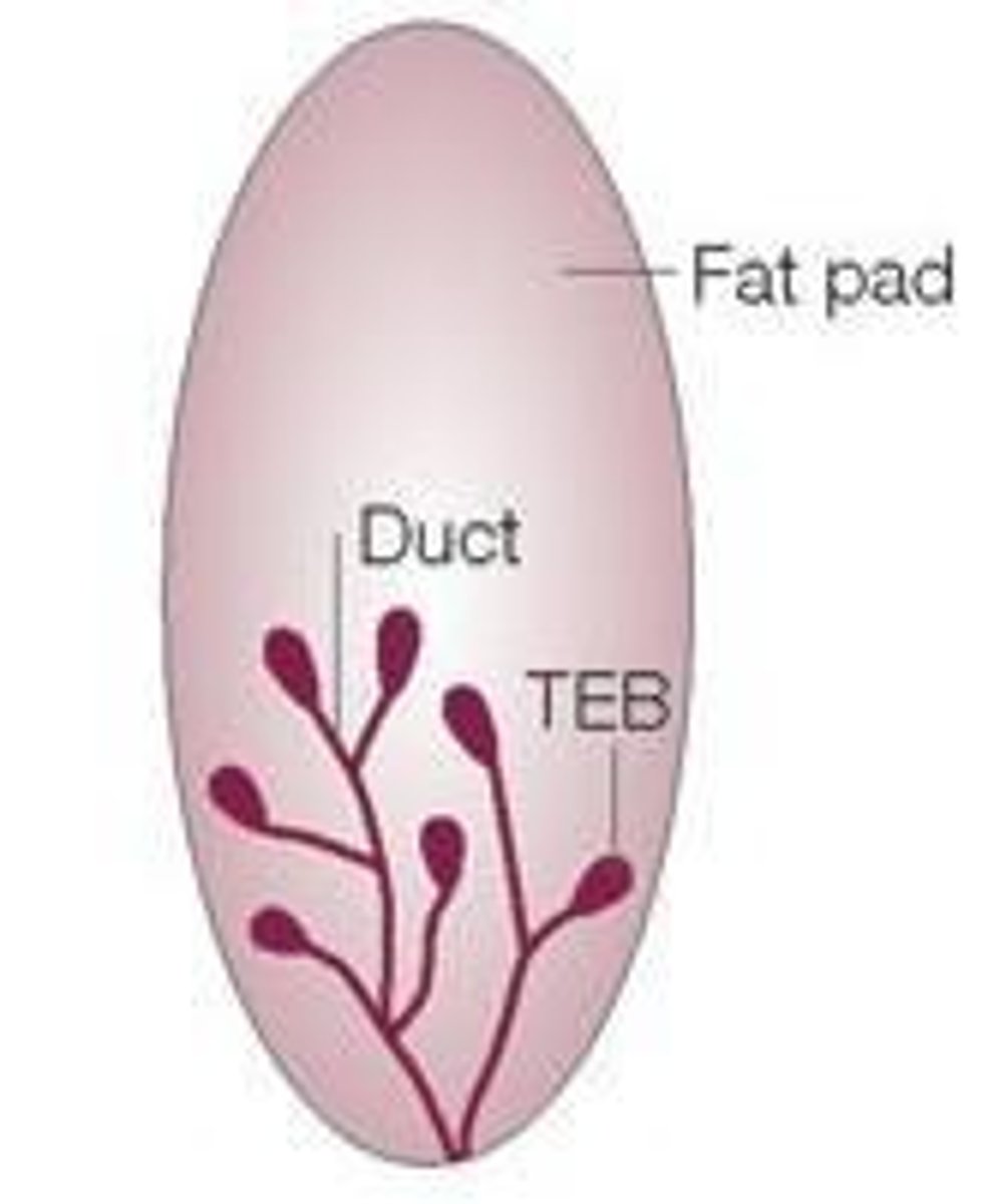 <p>Adipose Tissue (adipocyte cells)</p>
